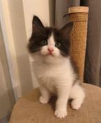 Maine Coon kruising kitten zoeken een gouden mandje🏡😺, Dieren en Toebehoren, Katten en Kittens | Raskatten | Langhaar, Meerdere dieren