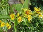 Bloemzaden van bijenplanten gezocht ( gratis ), Tuin en Terras, Bloembollen en Zaden, Ophalen, Volle zon
