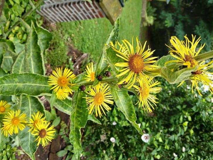 Bloemzaden van bijenplanten gezocht ( gratis ), Tuin en Terras, Bloembollen en Zaden, Volle zon, Ophalen