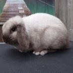 Raszuivere Dwerghangoor Konijntjes - halfwas of volwassen, Dieren en Toebehoren, Konijnen, Meerdere dieren, Dwerg, Hangoor, 0 tot 2 jaar