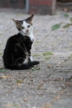Boerderij kittens, Dieren en Toebehoren, Katten en Kittens | Overige Katten, Meerdere dieren, Kortharig, 0 tot 2 jaar