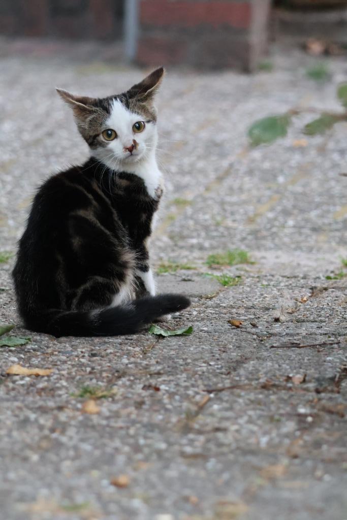Boerderij kittens, Dieren en Toebehoren, Katten en Kittens | Overige Katten, Kortharig, Meerdere dieren, 0 tot 2 jaar