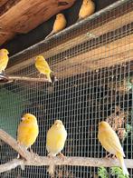 Mooie kanaries te koop! Mannen en poppen!, Dieren en Toebehoren, Vogels | Kanaries, Meerdere dieren, Kleurkanarie