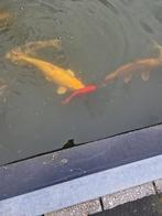 Koi's  en goudvissen, Dieren en Toebehoren, Vissen | Vijvervissen, Karper of Koi