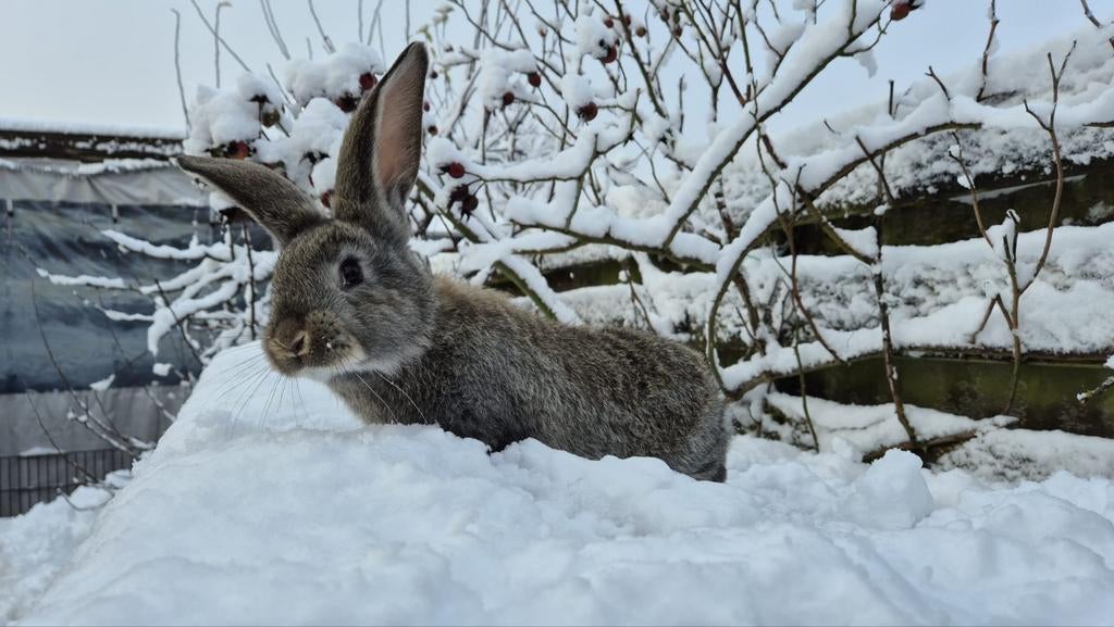 Deutse / Vlaamse Reuzen, Dieren en Toebehoren, Konijnen, Meerdere dieren, Groot, 0 tot 2 jaar