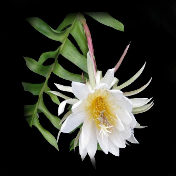 cactus - Epiphyllum chrysocardium, Huis en Inrichting, Kamerplanten, Cactus, Minder dan 100 cm, Volle zon, Ophalen of Verzenden