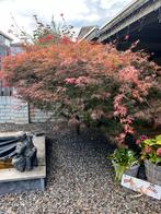 Japanse esdoorn, Tuin en Terras, Planten | Bomen, Ophalen, Halfschaduw, Overige soorten
