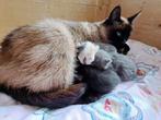 Prachtige nestje kittens moeder siamees, Poes