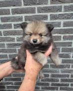 pomeriaan / pomerian / dwergkees pups, Dieren en Toebehoren, Keeshond, 8 tot 15 weken, CDV (hondenziekte), Meerdere