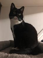 Vermist in Schiedam, Dieren en Toebehoren, Kat