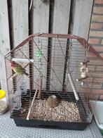 dwergpapegaai, Geslacht onbekend, Dwergpapegaai of Agapornis, Tam