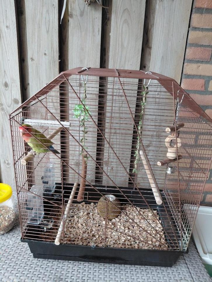 dwergpapegaai, Dieren en Toebehoren, Vogels | Parkieten en Papegaaien, Dwergpapegaai of Agapornis, Geslacht onbekend, Tam