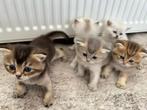 Britse korthaar kittens, Dieren en Toebehoren, Katten en Kittens | Raskatten | Korthaar, Meerdere dieren, Ontwormd, 0 tot 2 jaar