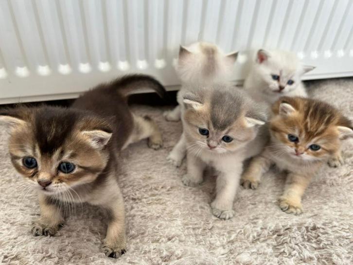 Britse korthaar kittens, Dieren en Toebehoren, Katten en Kittens | Raskatten | Korthaar, Meerdere dieren, 0 tot 2 jaar, Ontwormd