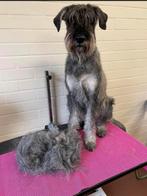 Hondentrimsalon, trimmen, honden, mustaches and beards, Diensten en Vakmensen, Trimmen of Verzorging