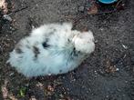 4 zijdehoenders., Dieren en Toebehoren, Meerdere dieren, Kip
