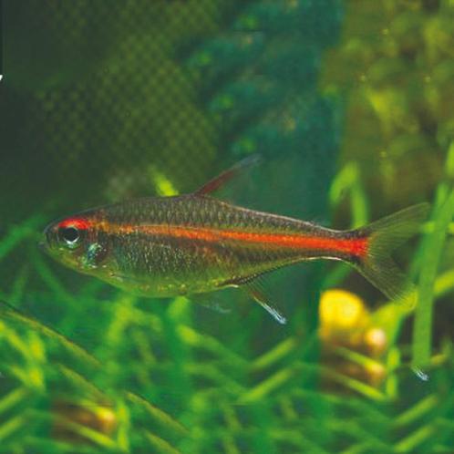 Vuurneon - Leuke scholenvis voor het tropisch aquarium, Dieren en Toebehoren, Vissen | Aquariumvissen, Zoetwatervis, Vis, Schoolvis