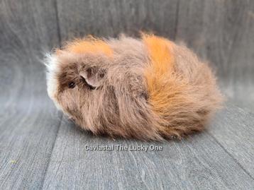 Cavia ch-teddy beer  beschikbaar voor biedingen