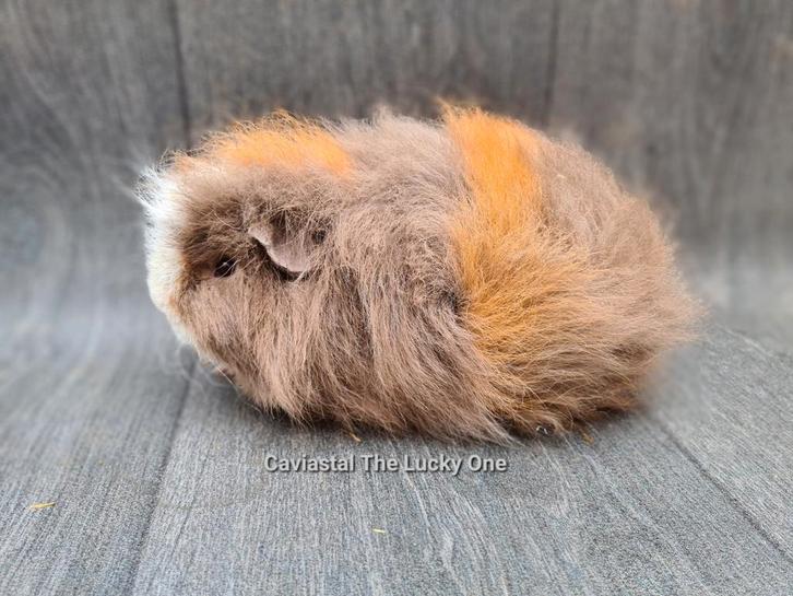 Cavia ch-teddy beer, Dieren en Toebehoren, Knaagdieren, Mannelijk, Cavia, Januari, Tam