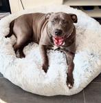 American Bully XXL liefste & knapste, 1 tot 2 jaar, Teef, Parvo, Bulldog