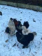 4 zijdehoen hanen, Dieren en Toebehoren, Pluimvee, Mannelijk, Kip