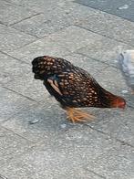 Wyandotte kriel goudzwart, Dieren en Toebehoren, Meerdere dieren, Kip