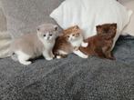 Britse korthaar kittens chocolate, lilac, golden tabby white, Dieren en Toebehoren, Meerdere dieren, Gechipt, 0 tot 2 jaar