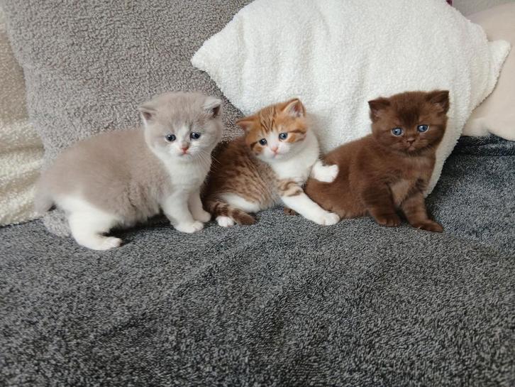 Britse korthaar kittens chocolate, lilac, golden tabby white, Dieren en Toebehoren, Katten en Kittens | Raskatten | Korthaar, Meerdere dieren