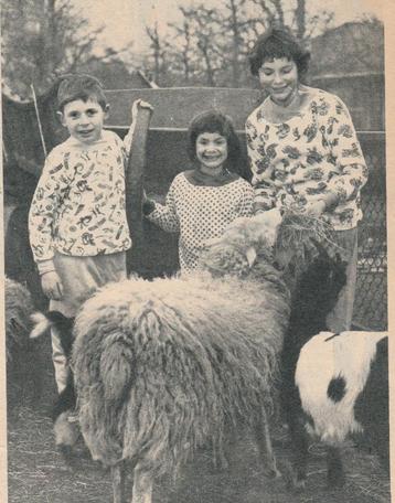 Retro reclame 1960 Koala Neede kinder dames pyjama's beschikbaar voor biedingen
