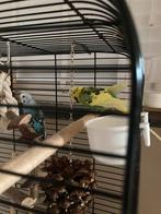 2 grasparkieten inclusief kooi en toebehoren, Meerdere dieren, Parkiet