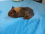Superlieve babycavia, Cavia, Mannelijk, Tam, September