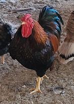 Haan, met echt hanen gedrag. Kan met andere hanen/pluimvee, Dieren en Toebehoren, Pluimvee
