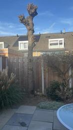 Hovenier, Ophalen of Verzenden, Beukenhaag, Struik