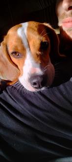 Waar mag Mimi komen wonen?, Beagle, Particulier, 1 tot 2 jaar, Buitenland