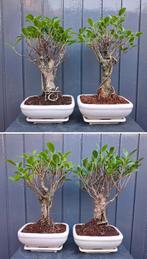 3 Ficus Jubara Bonsai - 26 cm Hoog, In pot, Minder dan 100 cm, Bonsai, Groene kamerplant