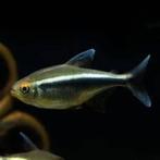 Hyphessobrycon herbertaxelrodi Zwarte neon Koidream Valburg