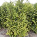Thuja brabant   200/225 cm., Ophalen, Conifeer, 100 tot 250 cm