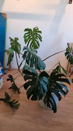 Grote Monstera Plant - 36cm Pot, Ophalen, Overige soorten, Halfschaduw, In pot
