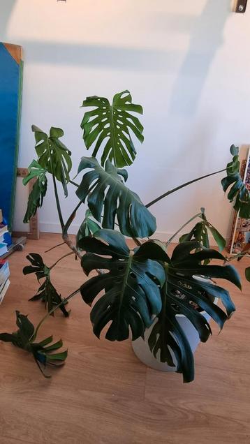 Grote Monstera Plant - 36cm Pot beschikbaar voor biedingen