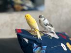 Koppel kanaries met vers gelegd nest + kooi en toebehoren, Dieren en Toebehoren, Meerdere dieren