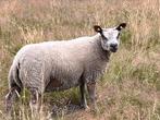Te koop Rouge ooi, Dieren en Toebehoren, Schapen, Geiten en Varkens, Vrouwelijk, Schaap, 0 tot 2 jaar