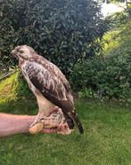 Zeer mooi grote professioneel opgezette buizerd, Verzamelen, Wild dier, Opgezet dier, Zo goed als nieuw, Ophalen