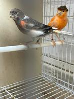 Te koop Mooi harlekijn kanarie van 24, Dieren en Toebehoren, Vogels | Kanaries, Mannelijk, Kleurkanarie