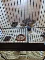 diverse kwartels , kwartelkuikens en opfokkisten, Dieren en Toebehoren, Pluimvee, Meerdere dieren, Overige soorten