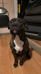 Américan bully xl / cana corso, Particulier, Meerdere, Meerdere dieren, Nederland