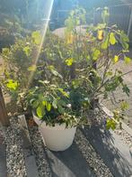 Grote vijgenboom, Tuin en Terras, Planten | Bomen, Volle zon, Bloeit niet, 100 tot 250 cm, Overige soorten