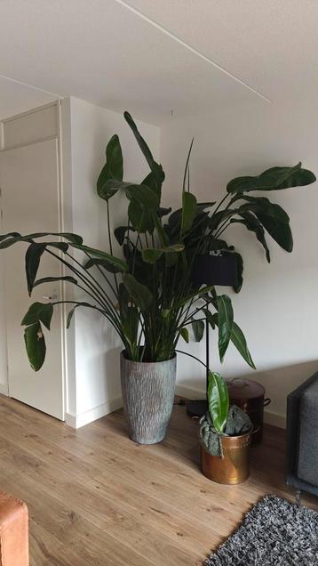 Strelitzia Nicolai XL beschikbaar voor biedingen