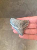 Fossiele haaientand Posterior Megalodon Lee Creek, Ophalen of Verzenden, Fossiel