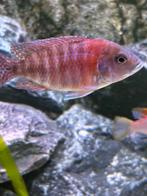 malawi cichliden, Dieren en Toebehoren, Vissen | Aquariumvissen, Vis