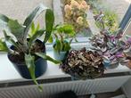 Kamerplanten, Huis en Inrichting, Ophalen of Verzenden, Overige soorten, Minder dan 100 cm